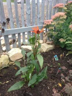 Scheinsonnenhut 'Tiki Torch' ® 15 Scheinsonnenhut 'Tiki Torch' ® -Edelrosen Geschaft scheinsonnenhut tiki torch m058448 193676 0