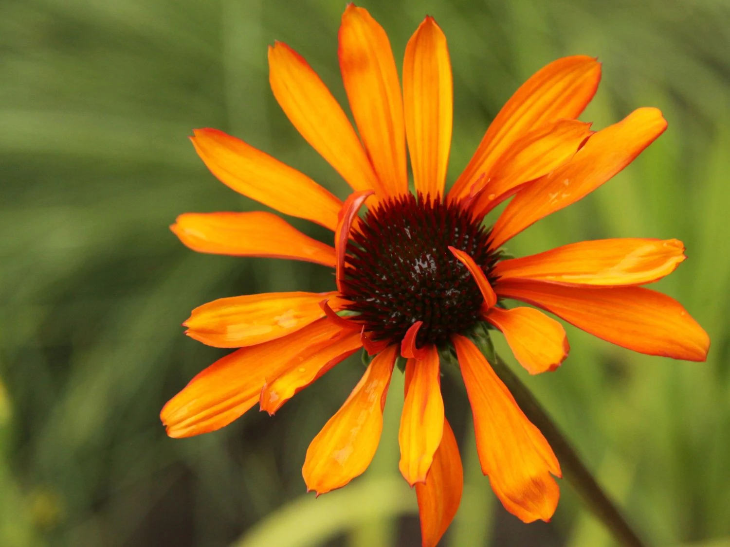 Scheinsonnenhut 'Tiki Torch' ® 2 Scheinsonnenhut 'Tiki Torch' ® – Bild 2