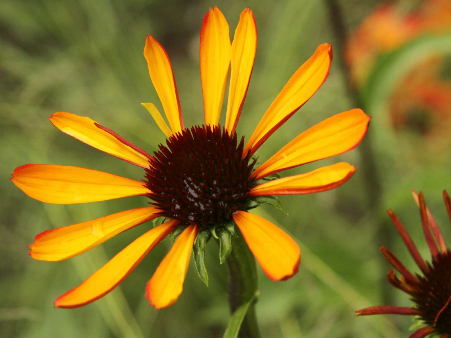 Scheinsonnenhut 'Tiki Torch' ® 5 Scheinsonnenhut 'Tiki Torch' ® – Bild 5