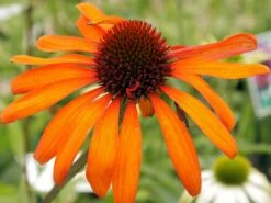 Scheinsonnenhut 'Tiki Torch' ® 13 Scheinsonnenhut 'Tiki Torch' ® -Edelrosen Geschaft scheinsonnenhut tiki torch m058448 w 2