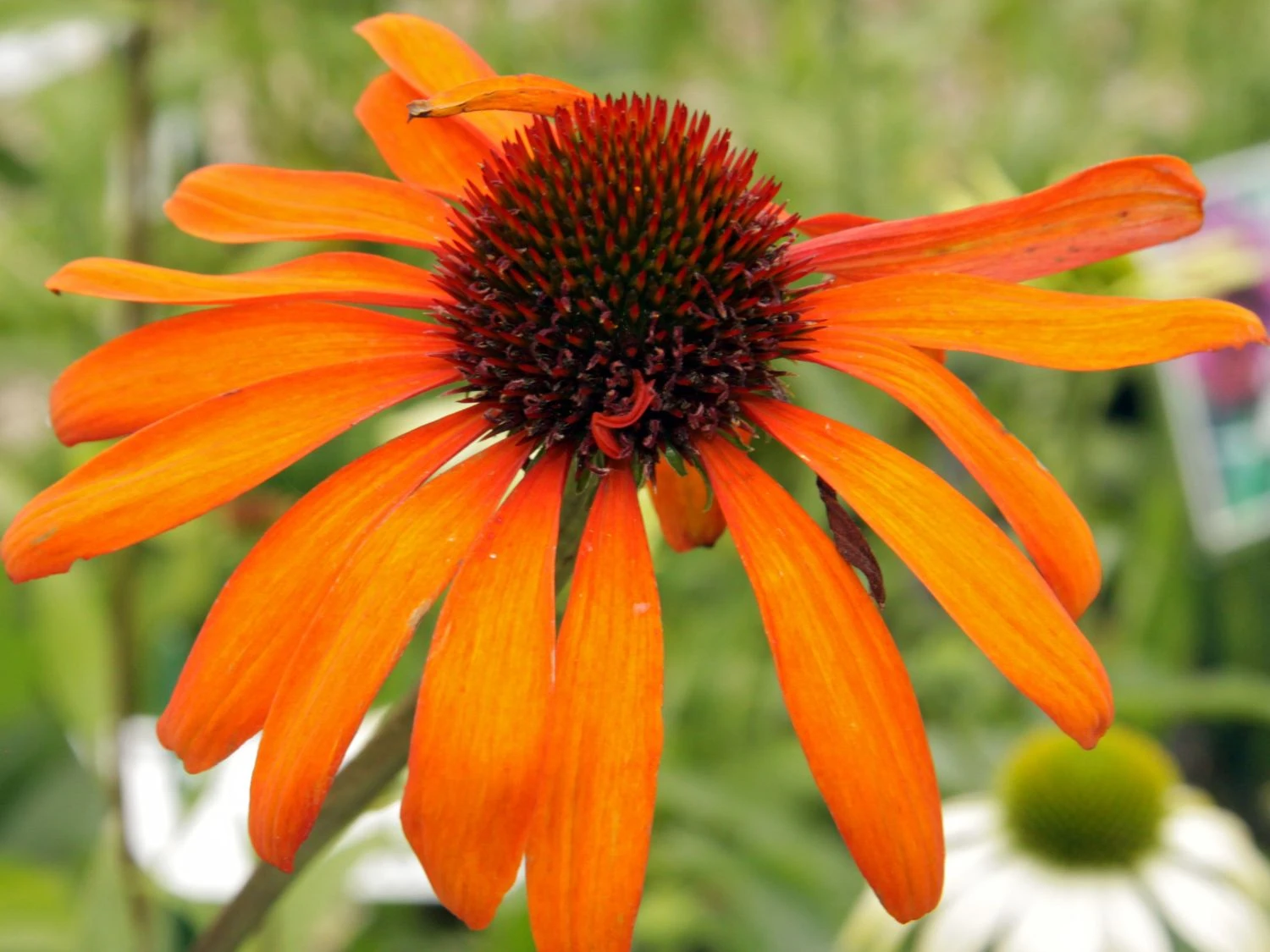 Scheinsonnenhut 'Tiki Torch' ® 6 Scheinsonnenhut 'Tiki Torch' ® – Bild 6