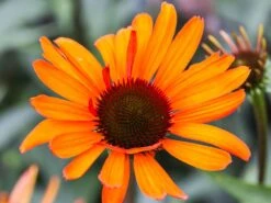 Scheinsonnenhut 'Tiki Torch' ® 11 Scheinsonnenhut 'Tiki Torch' ® -Edelrosen Geschaft scheinsonnenhut tiki torch m058448 w 3