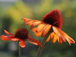 Scheinsonnenhut 'Tiki Torch' ® 10 Scheinsonnenhut 'Tiki Torch' ® -Edelrosen Geschaft scheinsonnenhut tiki torch m058448 w 4