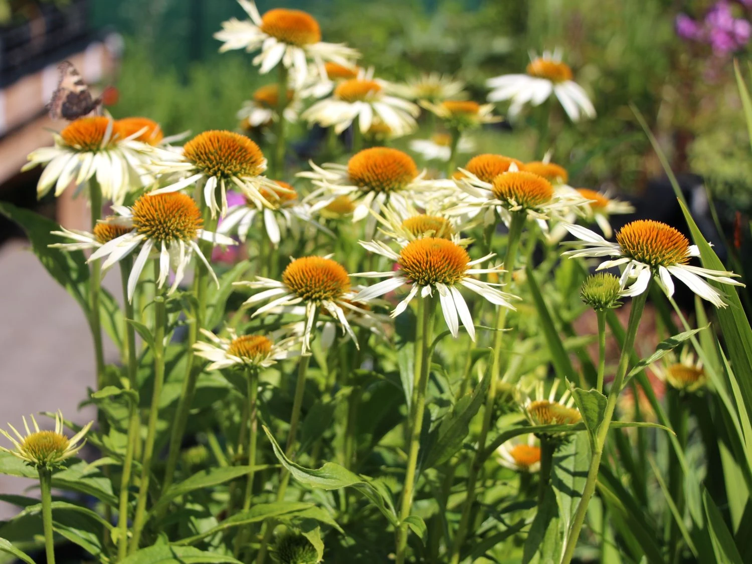 Scheinsonnenhut 'White Mist' 2 Scheinsonnenhut 'White Mist' – Bild 2