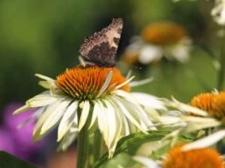 Scheinsonnenhut 'White Mist' 7 Scheinsonnenhut 'White Mist' -Edelrosen Geschaft scheinsonnenhut white mist m058452 w 1