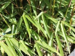 Schirmbambus 'Campbell'