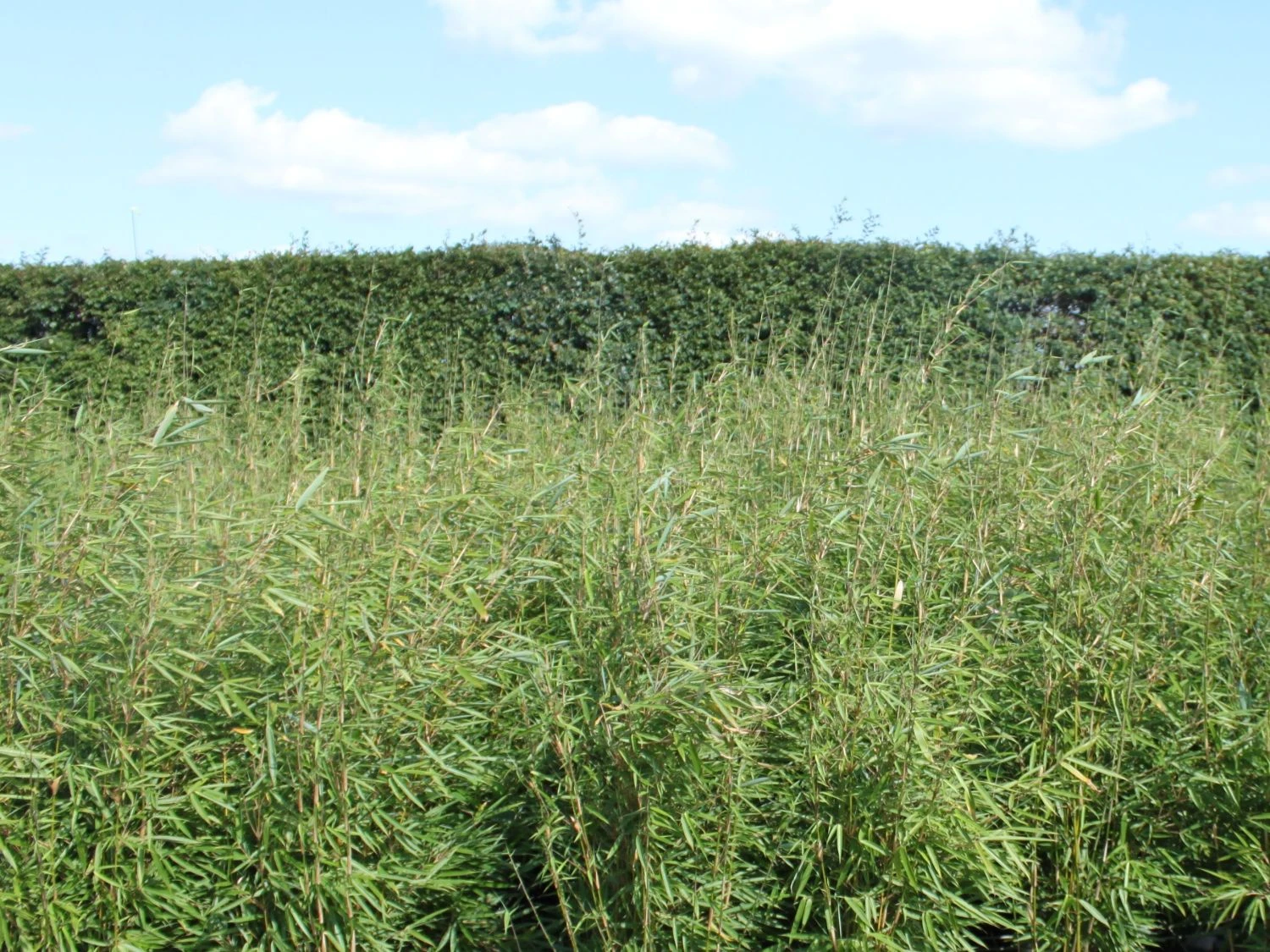 Schirmbambus 'Campbell' 3 Schirmbambus 'Campbell' – Bild 3