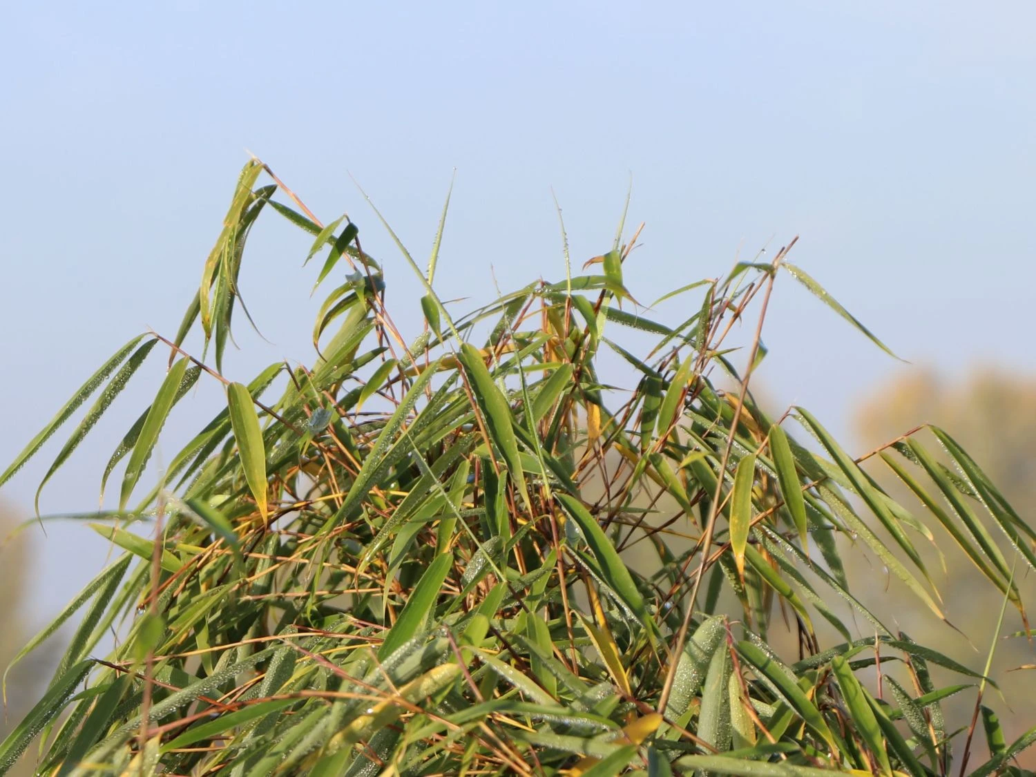 Schirmbambus 'Campbell' 2 Schirmbambus 'Campbell' – Bild 2