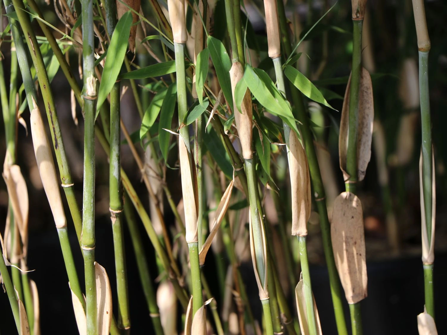 Schirmbambus 'Campbell' 4 Schirmbambus 'Campbell' – Bild 4