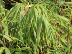 Schirmbambus -Edelrosen Geschaft schirmbambus m058288 w 0