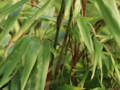 Schirmbambus -Edelrosen Geschaft schirmbambus m058288 w 1