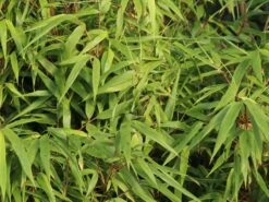 Schirmbambus -Edelrosen Geschaft schirmbambus m058288 w 2