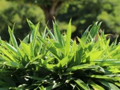 Schirmbambus -Edelrosen Geschaft schirmbambus m058288 w 3