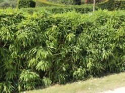 Schirmbambus -Edelrosen Geschaft schirmbambus m058288 w 4