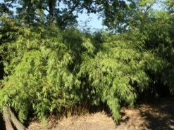 Schirmbambus -Edelrosen Geschaft schirmbambus m058288 w 7