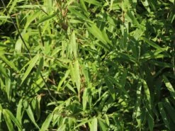 Schirmbambus -Edelrosen Geschaft schirmbambus m058288 w 8