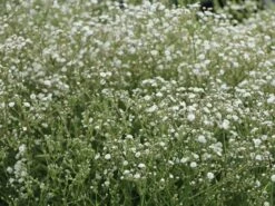 Schleierkraut / Rispiges Gipskraut 'Festival White'