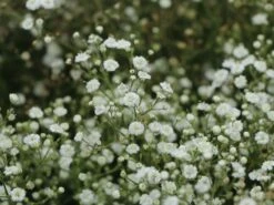 Schleierkraut / Rispiges Gipskraut 'Festival White' 7 Schleierkraut / Rispiges Gipskraut 'Festival White' -Edelrosen Geschaft schleierkraut rispiges gipskraut festival white m111319 w 2