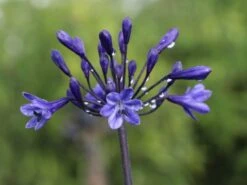 Schmucklilie 'Back In Black'