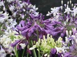 Schmucklilie 'Three Sisters' ® -Edelrosen Geschaft schmucklilie three sisters m122248 w 1