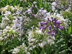 Schmucklilie 'Three Sisters' ® -Edelrosen Geschaft schmucklilie three sisters m122248 w 3