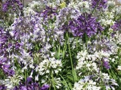 Schmucklilie 'Three Sisters' ® -Edelrosen Geschaft schmucklilie three sisters m122248 w 4