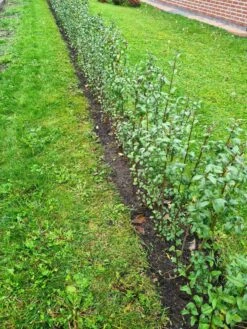 Schwarzgrüner Liguster 'Atrovirens' -Edelrosen Geschaft schwarzgruener liguster atrovirens m005190 949197 0