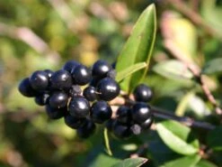 Schwarzgrüner Liguster 'Atrovirens' -Edelrosen Geschaft schwarzgruener liguster atrovirens m005190 w 1