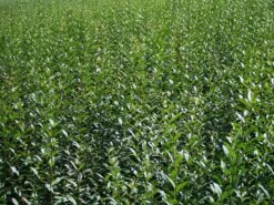 Schwarzgrüner Liguster 'Atrovirens' -Edelrosen Geschaft schwarzgruener liguster atrovirens m005190 w 2