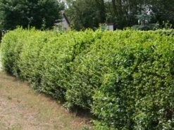 Schwarzgrüner Liguster 'Atrovirens' -Edelrosen Geschaft schwarzgruener liguster atrovirens m005190 w 3