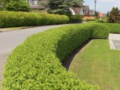 Schwarzgrüner Liguster 'Atrovirens' -Edelrosen Geschaft schwarzgruener liguster atrovirens m005190 w 4