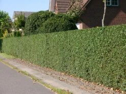 Schwarzgrüner Liguster 'Atrovirens' -Edelrosen Geschaft schwarzgruener liguster atrovirens m005190 w 6