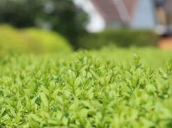 Schwarzgrüner Liguster 'Atrovirens' -Edelrosen Geschaft schwarzgruener liguster atrovirens m005190 w 8