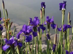 Bartlose Schwertlilie 'Silver Edge' -Edelrosen Geschaft sibirische schwertlilie silver edge m059287 w 0