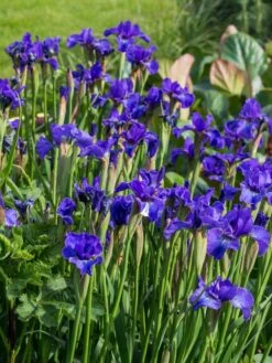 Bartlose Schwertlilie 'Silver Edge' -Edelrosen Geschaft sibirische schwertlilie silver edge m059287 w 1