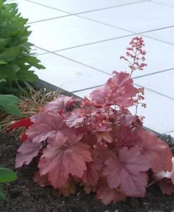 Silberglöckchen 'Cherry Cola' 21 Silberglöckchen 'Cherry Cola' -Edelrosen Geschaft silbergloeckchen cherry cola m062274 727888 0