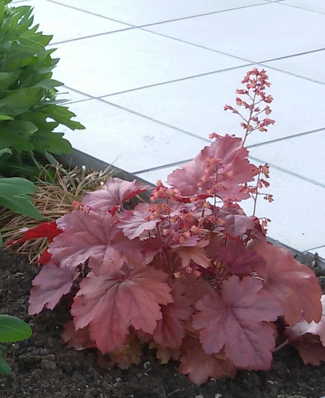 Silberglöckchen 'Cherry Cola' 11 Silberglöckchen 'Cherry Cola' – Bild 11