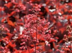 Silberglöckchen 'Cherry Cola' 16 Silberglöckchen 'Cherry Cola' -Edelrosen Geschaft silbergloeckchen cherry cola m062274 w 0