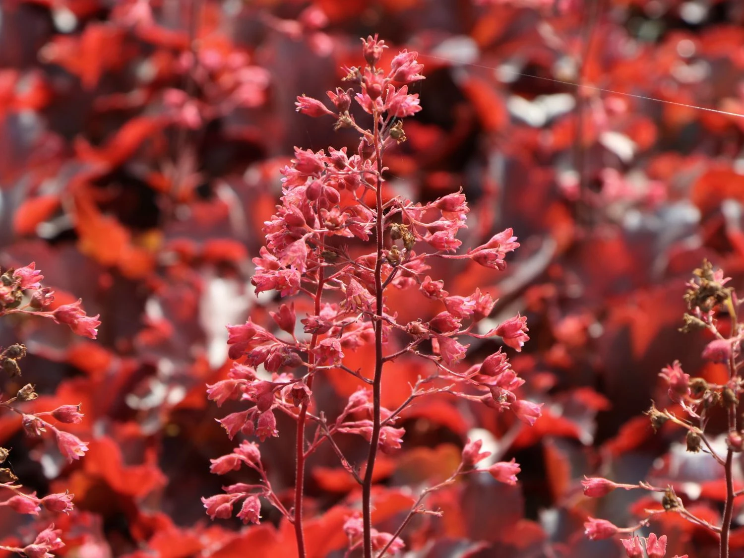 Silberglöckchen 'Cherry Cola' 6 Silberglöckchen 'Cherry Cola' – Bild 6