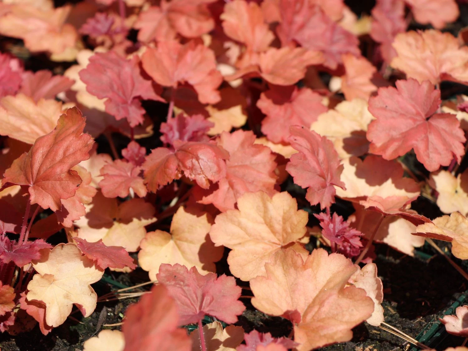 Silberglöckchen 'Cherry Cola' 4 Silberglöckchen 'Cherry Cola' – Bild 4