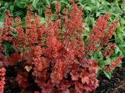 Silberglöckchen 'Cherry Cola' 15 Silberglöckchen 'Cherry Cola' -Edelrosen Geschaft silbergloeckchen cherry cola m062274 w 2