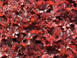 Silberglöckchen 'Cherry Cola' 17 Silberglöckchen 'Cherry Cola' -Edelrosen Geschaft silbergloeckchen cherry cola m062274 w 3