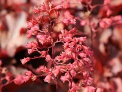 Silberglöckchen 'Cherry Cola' 18 Silberglöckchen 'Cherry Cola' -Edelrosen Geschaft silbergloeckchen cherry cola m062274 w 4