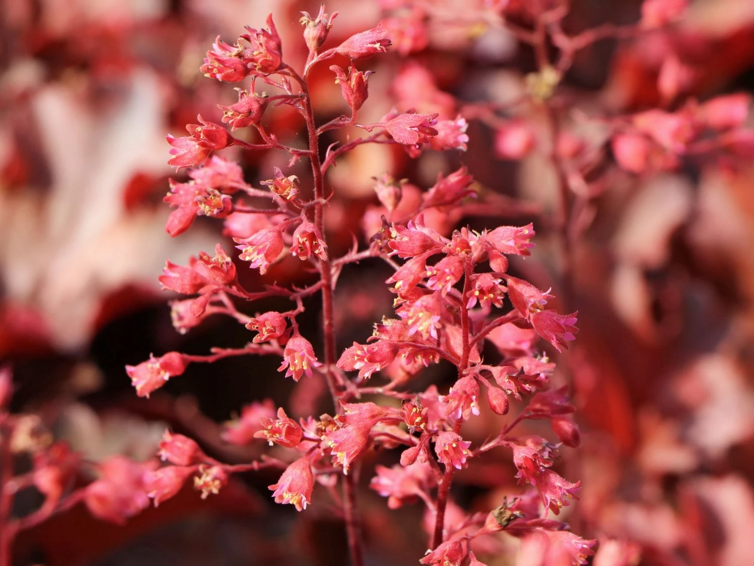 Silberglöckchen 'Cherry Cola' 8 Silberglöckchen 'Cherry Cola' – Bild 8