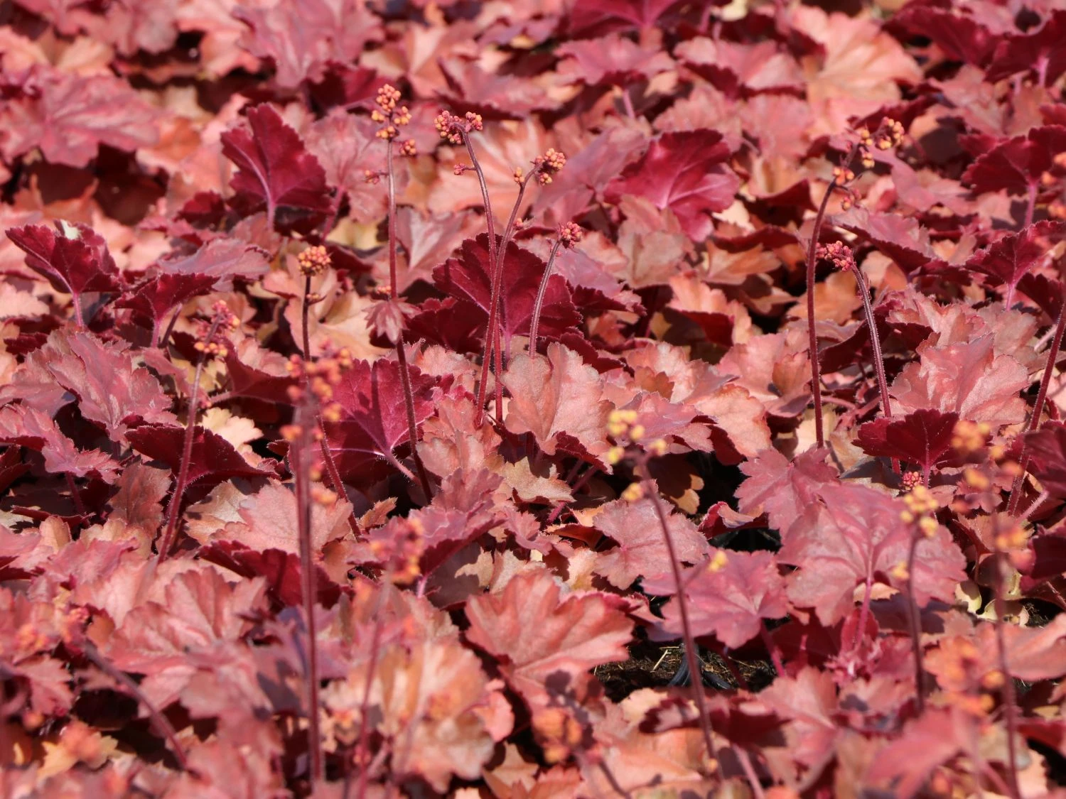 Silberglöckchen 'Cherry Cola' 9 Silberglöckchen 'Cherry Cola' – Bild 9