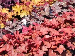 Silberglöckchen 'Cherry Cola' 20 Silberglöckchen 'Cherry Cola' -Edelrosen Geschaft silbergloeckchen cherry cola m062274 w 7