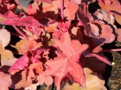 Silberglöckchen 'Cherry Cola' 13 Silberglöckchen 'Cherry Cola' -Edelrosen Geschaft silbergloeckchen cherry cola m062274 w 8