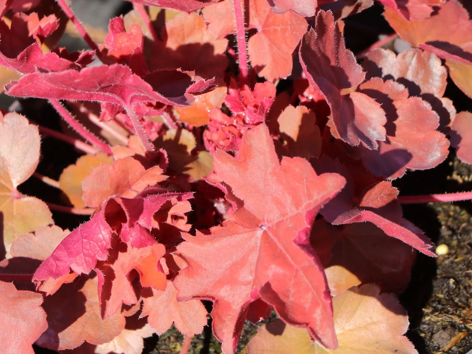 Silberglöckchen 'Cherry Cola' 3 Silberglöckchen 'Cherry Cola' – Bild 3