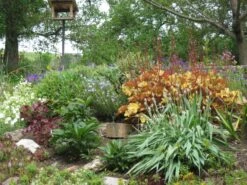 Silberglöckchen 'Marmalade' -Edelrosen Geschaft silbergloeckchen marmalade m058916 808325 0