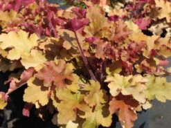 Silberglöckchen 'Marmalade' -Edelrosen Geschaft silbergloeckchen marmalade m058916 w 0